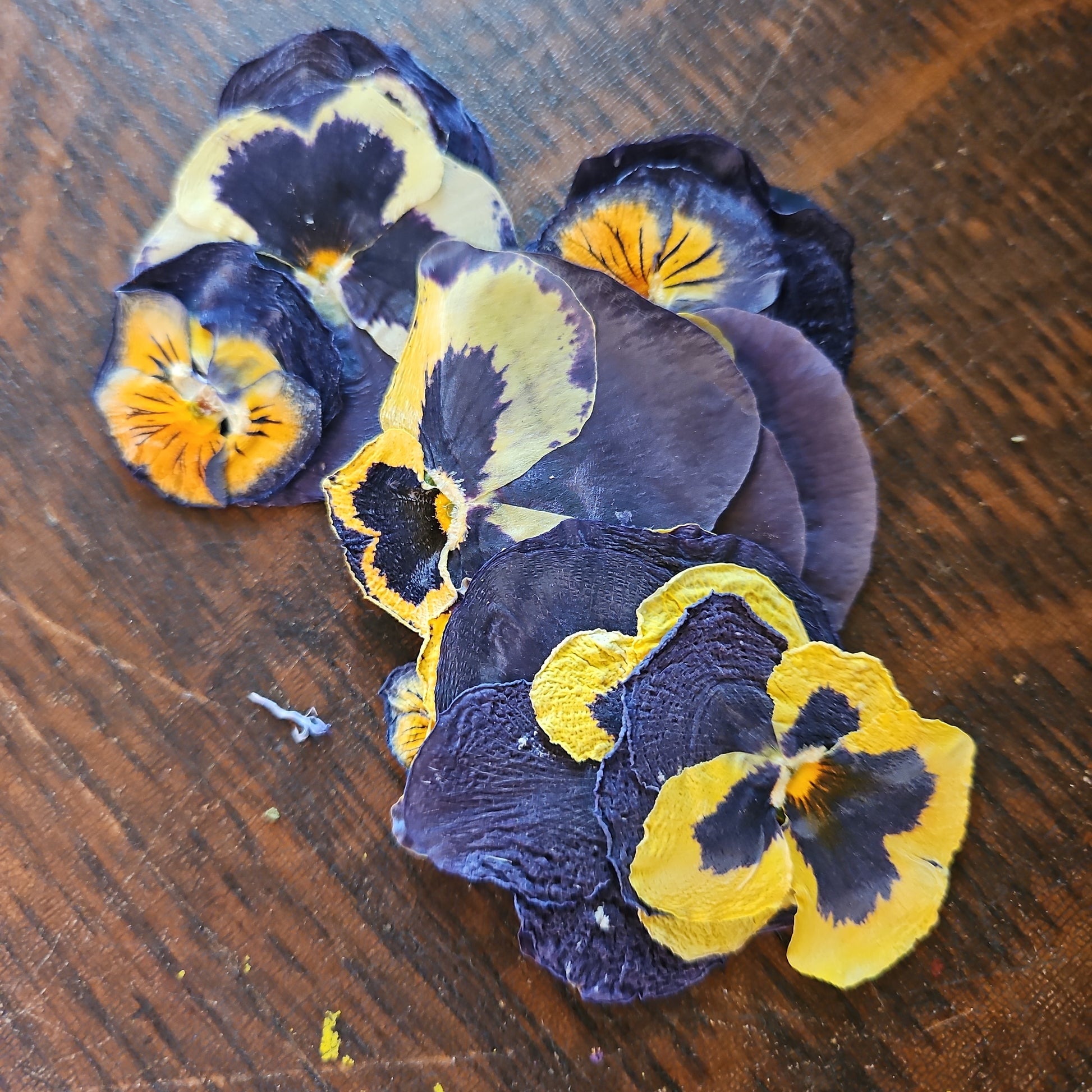 Pressed Dried Edible Flowers, 5 pcs — Umami Insider