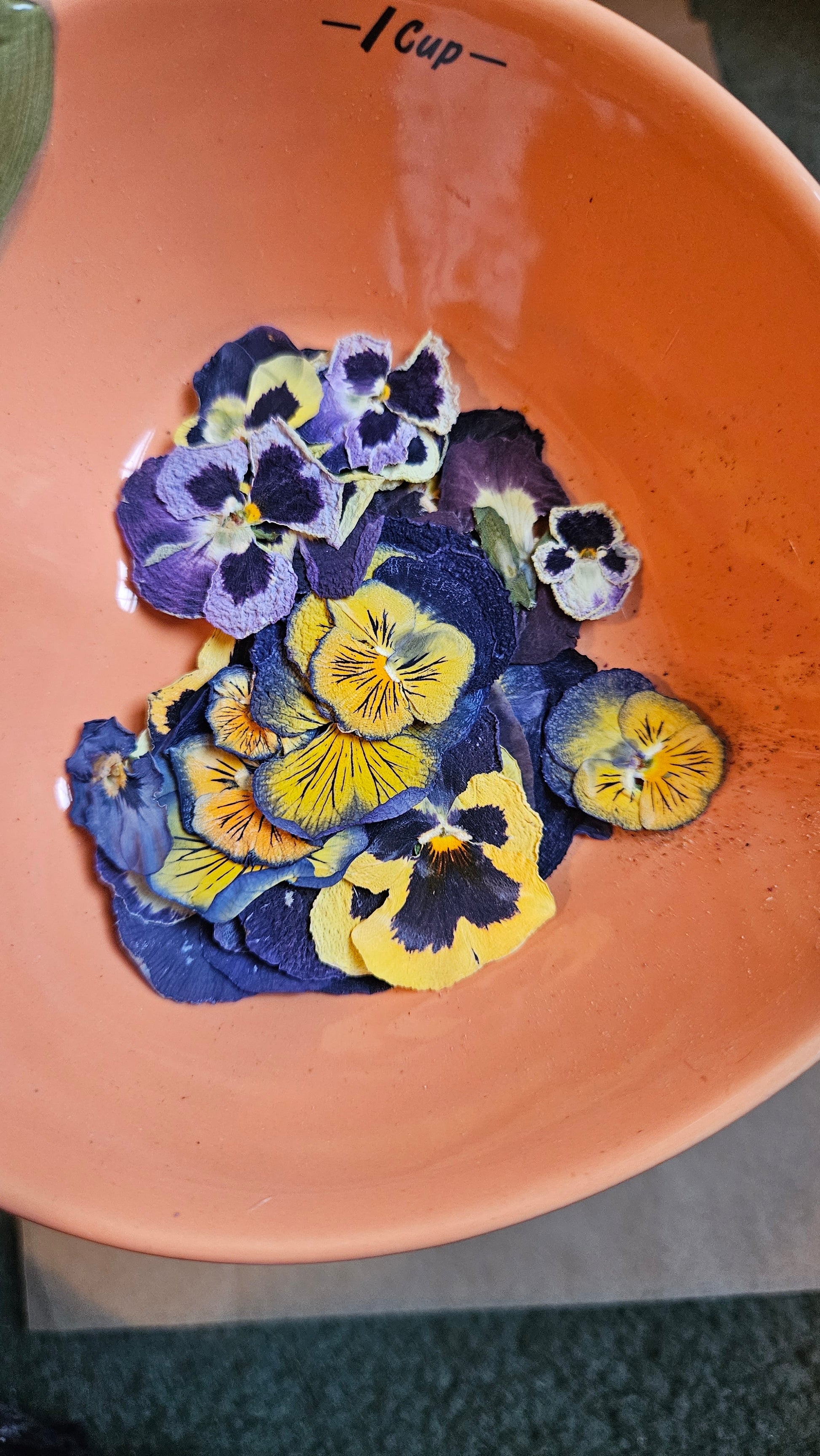 Pressed Dried Edible Flowers, 5 pcs — Umami Insider