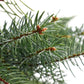 Blue Spruce Needles