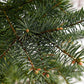 Blue Spruce Needles