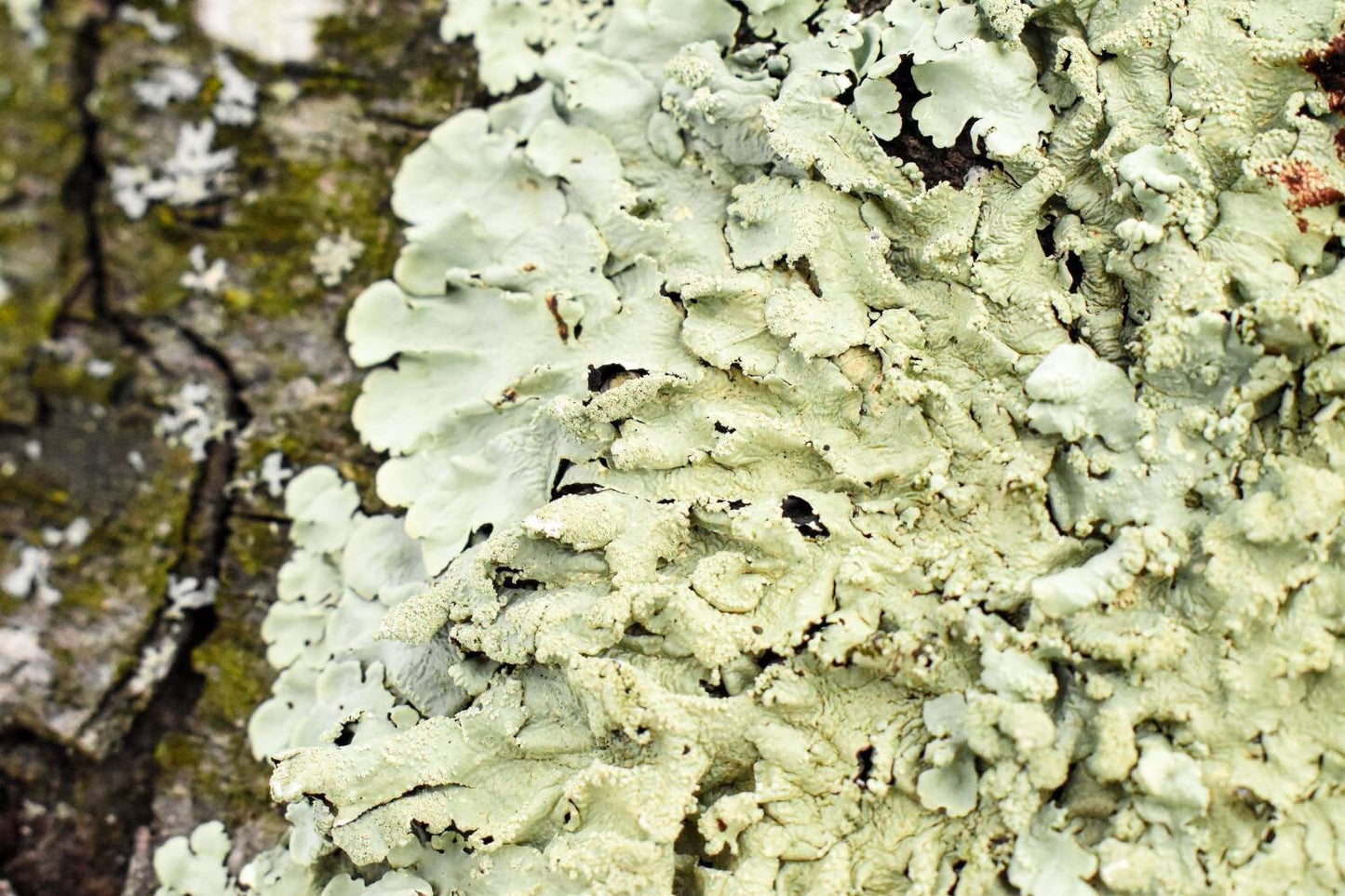 Sustainably Harvested Green Shield Lichen Moss Dried Moss on Bark Bran –  DyBeeApothecary