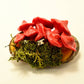 Mushroom Sculptures with Real Moss on Real Wood Slices Polymer Clay Epoxy Resin