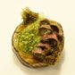 Mushroom Sculptures with Real Moss on Real Wood Slices Polymer Clay Epoxy Resin