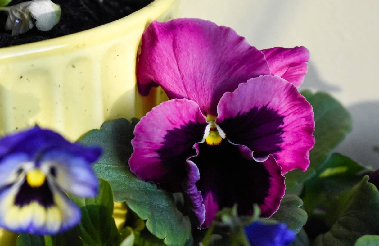 Pressed and Dried Edible Pansy Flowers Organic Grown Sustainably